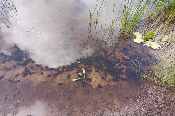 Foto van 8 persoons vakantie huis in Oksbøl - Vakantiehuis in Oksbøl - WaterView