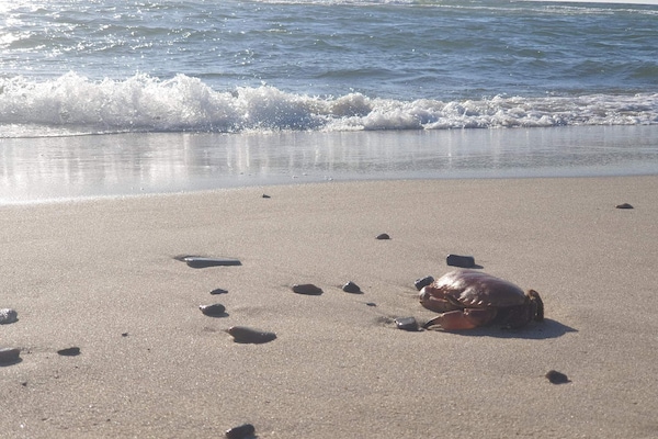 Foto van 8 persoons vakantie huis in Ringkøbing - Vakantiehuis in Ringkøbing - WaterView