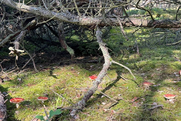 Foto van 8 persoons vakantie huis in Melby-By Traum - Vakantiehuis in Melby - Untagged