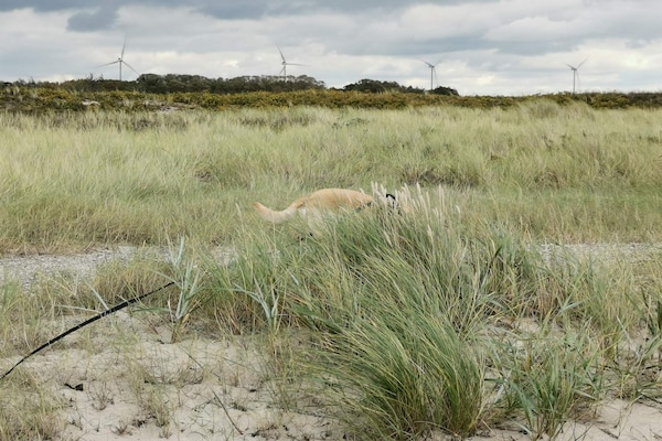 Foto van 7 persoons vakantie huis in Rødby-By Traum - Vakantiehuis in Rødby - Untagged