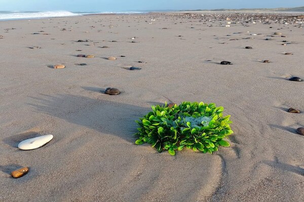 Foto van Gezellig strandhuis met spa -- By Traum Ferienwohnungen - WaterView