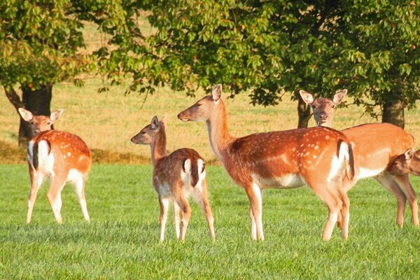 Foto van 4 persoons vakantie huis in VEBERÖD-By Traum - Vakantiehuis in VEBERÖD - View