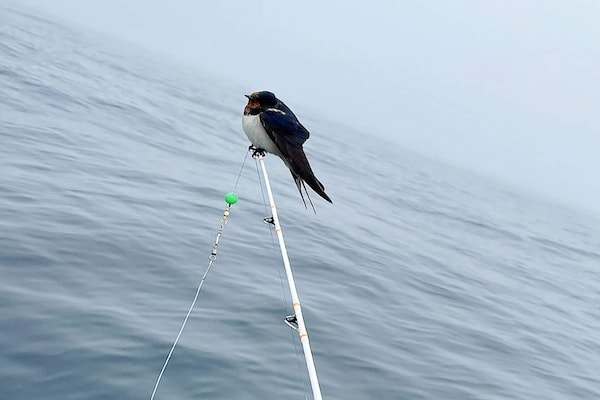 Foto van 8 persoons vakantie huis in skudeneshavn-By Traum - Vakantiehuis in Skudeneshavn - Untagged