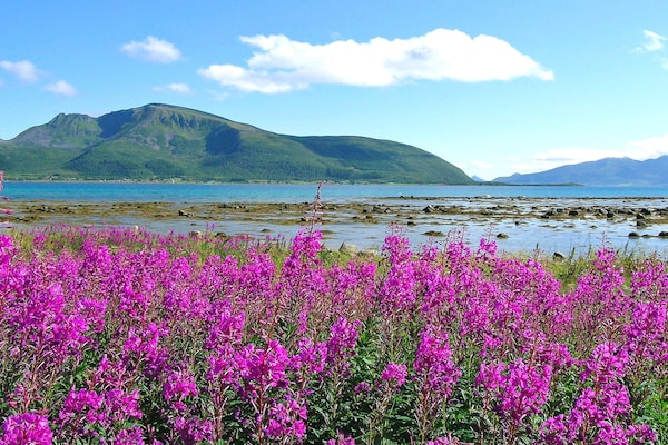 Foto van 7 persoons vakantie huis in SORTLAND-By Traum - Vakantiehuis in Sortland - Outdoor