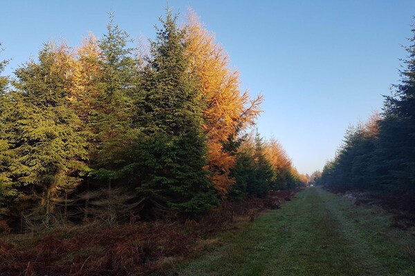 Foto van 8 persoons vakantie huis in Toftlund-By Traum - Vakantiehuis in Toftlund - Untagged