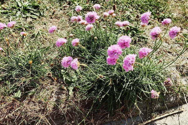 Foto van 8 persoons vakantie huis in Ulfborg-By Traum - Vakantiehuis in Ulfborg - Untagged