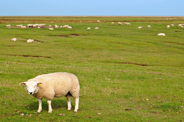 Foto van Sfeervolle retraite op Mando -- By Traum Ferienwohnungen - Untagged