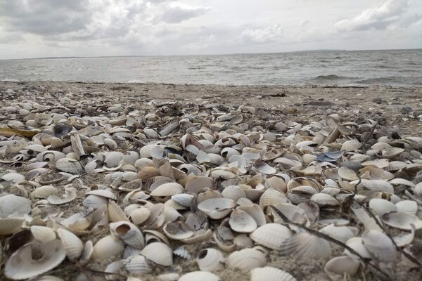 Foto van 6 persoons vakantie huis in Løgstør-By Traum - Vakantiehuis in Løgstør - WaterView