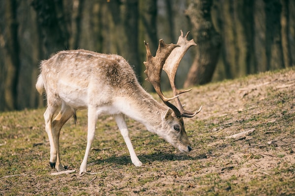 Foto van Bungalow in Eksel bij Hechtel Centrum - Vakantiehuis in Hechtel-Eksel - AreaSummer5KM
