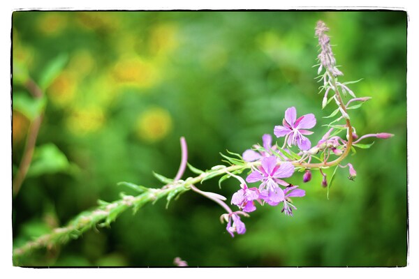 Foto van Koetshuis studio in Robertville - Vakantiehuis in Robertville - Ambiance