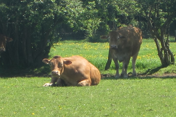 Foto van Boerderijretraite, Fernelmont - Vakantiehuis in Forville - AreaSummer5KM