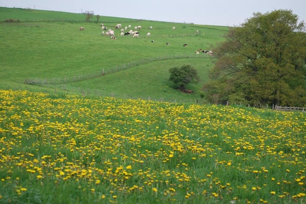 Foto van Gezellig natuurretraite, Houffalize - Vakantiehuis in Houffalize - AreaSummer20KM