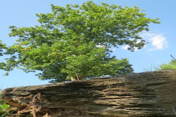 Foto van Lodge in Ardennen bij La Roche Centrum - Vakantiehuis in LA ROCHE EN ARDENNES - AreaSummer20KM