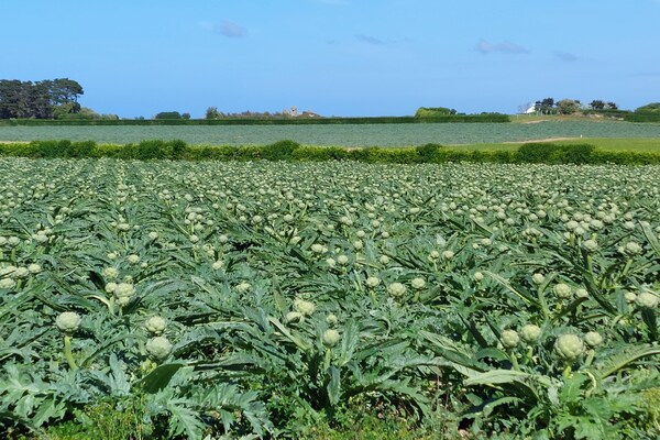 Foto van Stenen Huis in Cléder bij Strand - Vakantiehuis in Cléder - AreaSummer1KM