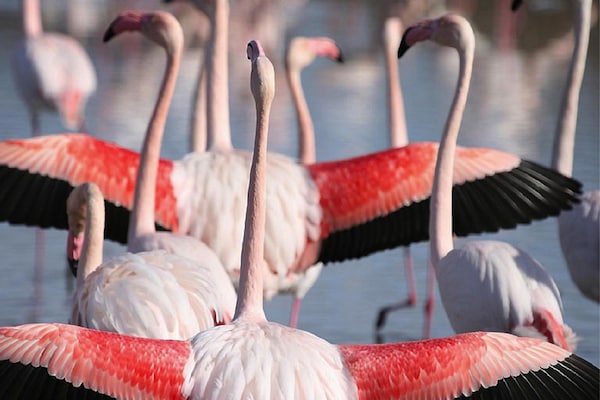 Foto van Vakantiehuis in Bellegarde bij Camargue - Vakantiehuis in Bellegarde - AreaSummer20KM
