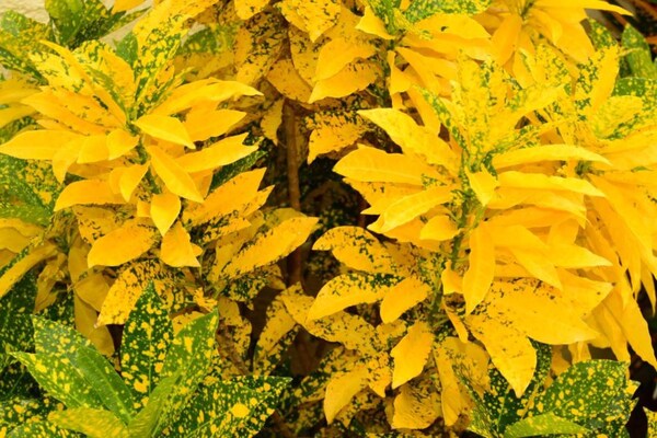 Foto van Ruime villa vlakbij het strand - Vakantiehuis in Jan Thiel - AreaSummer20KM