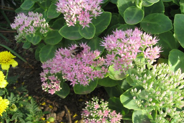 Foto van Vakantiehuis in Boltenhagen aan het zandstrand - Vakantiehuis in Ostseebad Boltenhagen - Ambiance