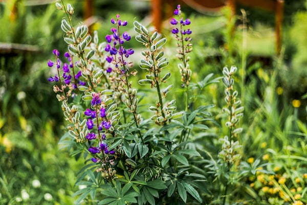 Foto van Rustig verblijf in Jägersgrün - Vakantiehuis in Jägersgrün - Ambiance