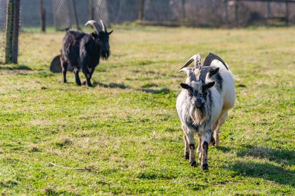 Foto van Belvilla Heiderhof Toegankelijke Tweepersoonskamer - GardenSummer