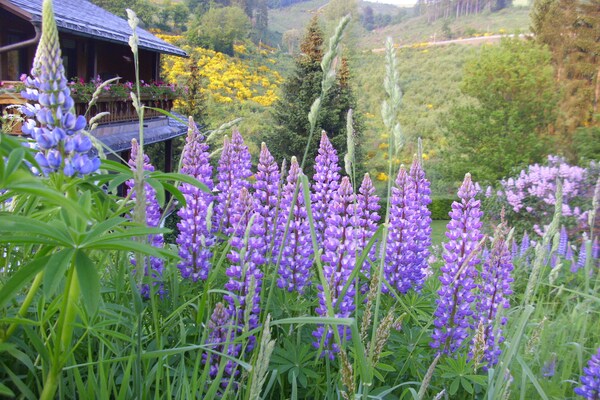 Foto van Appartement in Schmallenberg met tuin - Vakantiehuis in Schmallenberg-Oberkirchen - Ambiance