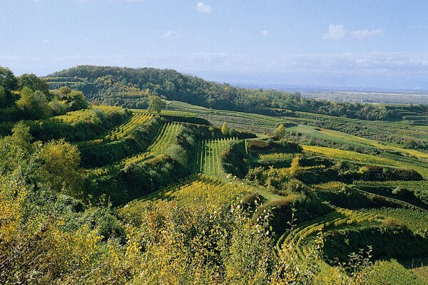 Foto van Appartement in Bischoffingen - Vakantiehuis in Vogtsburg-Bischoffingen - AreaSummer20KM