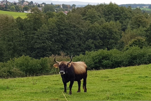 Foto van Iris Comfortabele vakantiewoning - Vakantiehuis in Walsdorf - Untagged