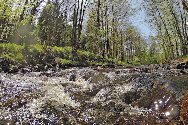 Foto van Blokhut, Hasselfelde - Vakantiehuis in Hasselfelde - AreaSummer5KM