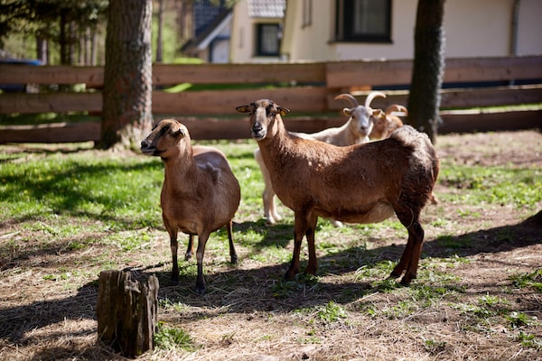 Foto van Twee-onder-een-kapwoningen in het natuurresort Drewitz - GardenSummer