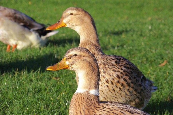 Foto van Halfvrijstaande woning, Twietfort - Vakantiehuis in Twietfort - GardenSummer