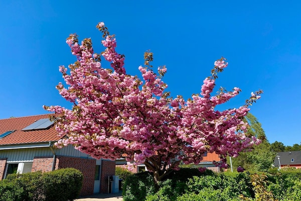 Foto van Vakantiehuis M�ritzzeit in Duitsland - Vakantiehuis in Röbel an der Müritz - GardenSummer