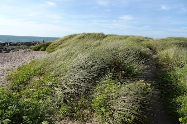 Foto van Vakantiehuis bij Normandische kust - Vakantiehuis in Cosqueville - AreaSummer5KM