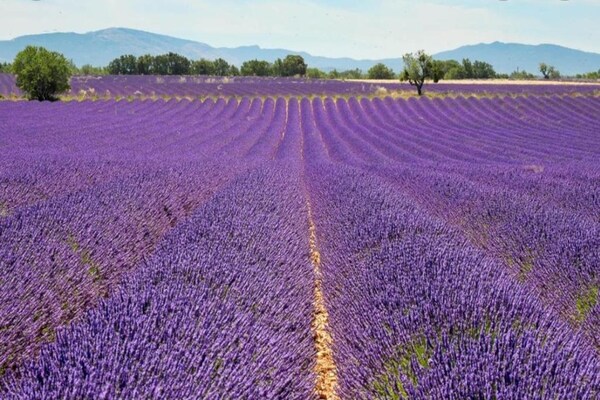 Foto van Appartement in Gréoux-Les-Bains bij meren - Vakantiehuis in Gréoux-les-Bains - AreaSummer5KM