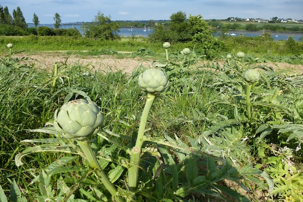 Foto van Vakantiehuis in Terenez met Zeezicht - Vakantiehuis in Plougasnou - AreaSummer5KM