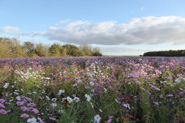 Foto van Boerderij in Giroux bij bos en meer - Vakantiehuis in Giroux - AreaSummer5KM