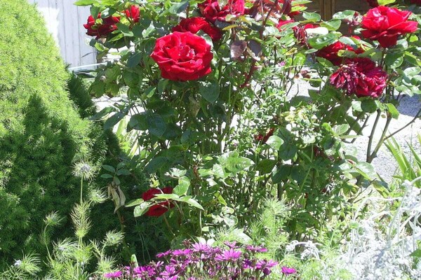 Foto van La Vimonderie Comfortabele vakantiewoning - Vakantiehuis in Cavigny bei St.Lo - Untagged