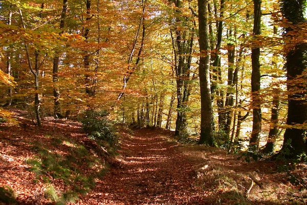 Foto van Bagnoles Escape nabij natuurpark - Vakantiehuis in Bagnoles de l'Orne Normandie - AreaSummer5KM
