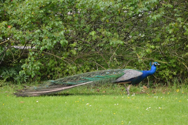 Foto van Huis bij Montreuil en Merlimont - Vakantiehuis in - Hameau de St-Andre Gouy Saint Andre - Ambiance