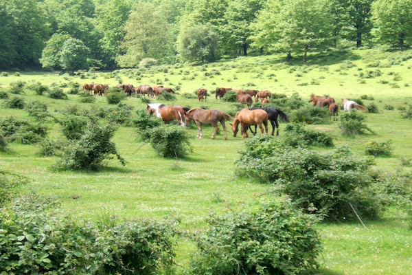 Foto van Romantische schuilplaats in Lazio - Vakantiehuis in Selci - AreaSummer20KM