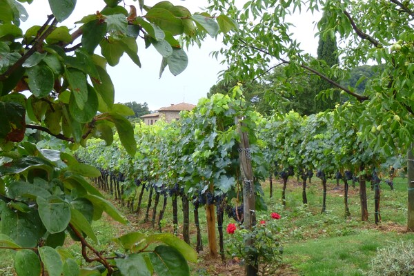 Foto van Schilderachtige boerderij met zwembad - Vakantiehuis in Città Della Pieve - AreaSummer1KM