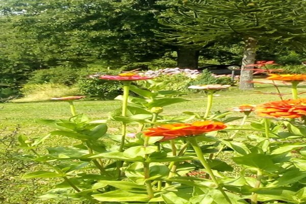 Foto van Huis op de heuvel in Marliana - Vakantiehuis in Marliana - AreaSummer20KM