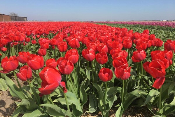 Foto van Heldere kustschuilplaats - Vakantiehuis in Julianadorp aan Zee - AreaSummer20KM