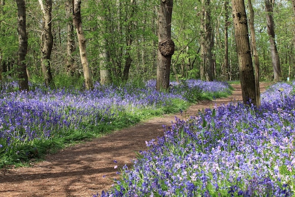 Foto van Moderne bungalow vlakbij strand en bos - Vakantiehuis in Sint Maartenszee - Ambiance