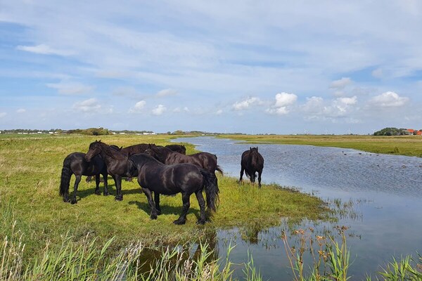 Foto van Buitenplaats 120 - Vakantiehuis in Callantsoog - Untagged