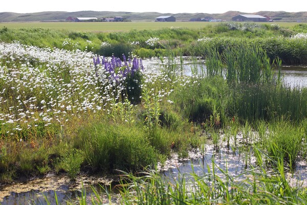 Foto van Moderne lodge vlakbij het strand - Vakantiehuis in Callantsoog - AreaSummer5KM