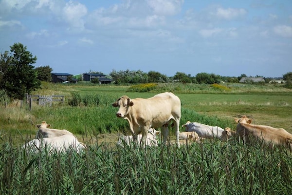 Foto van Moderne lodge vlakbij het strand - Vakantiehuis in Callantsoog - AreaSummer20KM