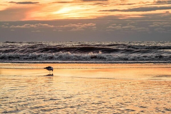Foto van Vakantiehuis in Noordwijk bij het Strand - Vakantiehuis in Noordwijk - AreaSummer20KM