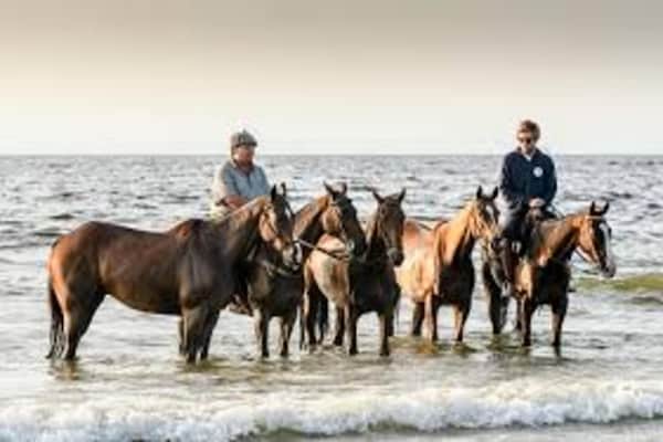Foto van Strandhuis in Hoek van Holland aan Zee - Vakantiehuis in Hoek Van Holland - AreaSummer20KM