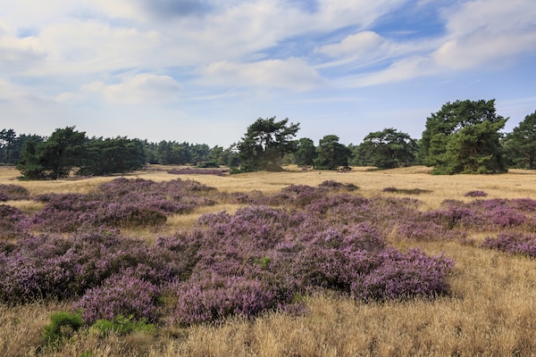 Foto van Bungalow in Nederland met Groepsruimte - Vakantiehuis in Voorthuizen - AreaSummer5KM