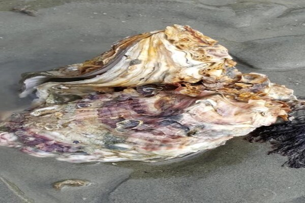 Foto van Huis in Zeeland bij de Dijk - Vakantiehuis in Wemeldinge - AreaSummer20KM