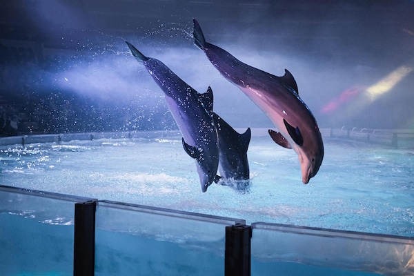 Foto van Bungalow bij Breskens strand en vuurtoren - Vakantiehuis in Breskens - AreaSummer20KM